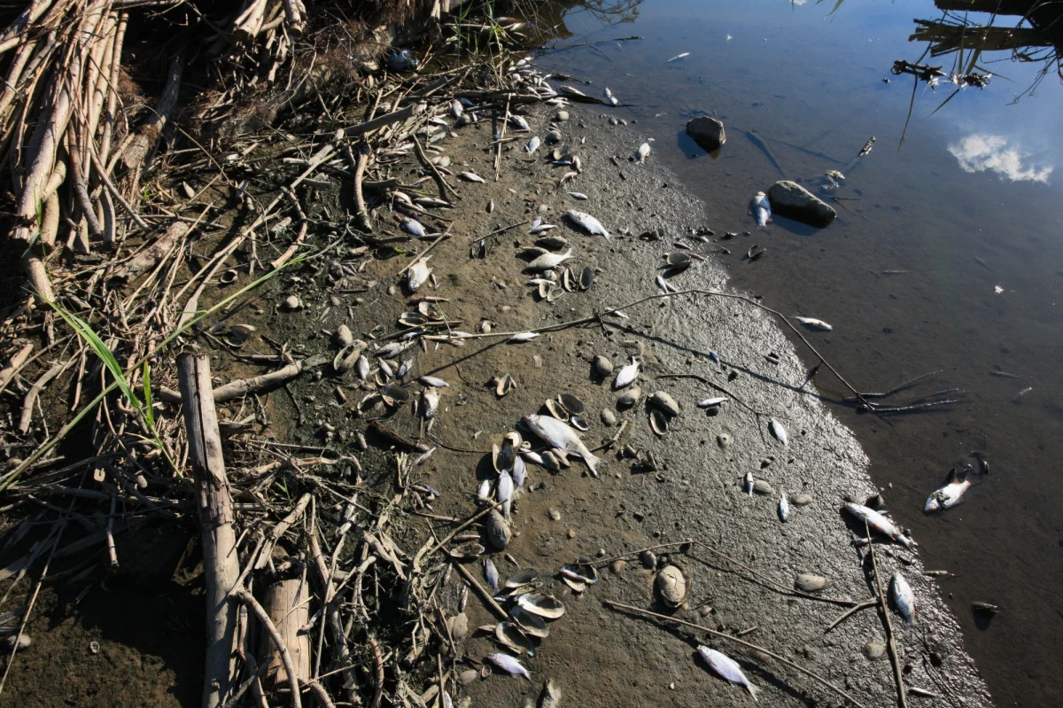 W związku z masowym śnięciem ryb w Odrze, Dolnośląski Państwowy Wojewódzki Inspektor Sanitarny we Wrocławiu apeluje o niespożywanie ryb złowionych w rzece. Sanepid zapewnia przy tym, że ujęcia wody pitnej w powiecie oławskim są monitorowane, a woda wodociągowa jest w pełni zdatna do spożycia.