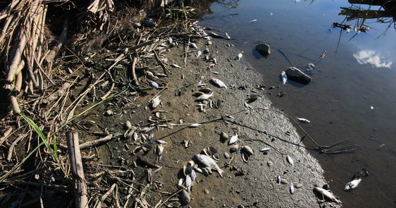 W związku z masowym śnięciem ryb w Odrze, Dolnośląski Państwowy Wojewódzki Inspektor Sanitarny we Wrocławiu apeluje o niespożywanie ryb złowionych w rzece. Sanepid zapewnia przy tym, że ujęcia wody pitnej w powiecie oławskim są monitorowane, a woda wodociągowa jest w pełni zdatna do spożycia.