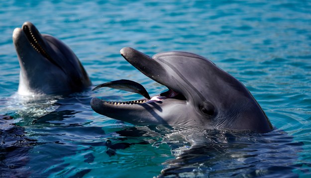 Japonia: Agresywny delfin pogryzł 2 osoby przy plaży