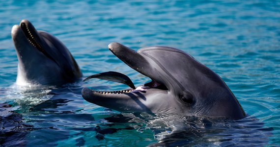 Delfin pogryzł dwie osoby pływające w pobliżu plaży w mieście Fukui na zachodnim wybrzeżu Japonii. Władze uważają, że ten sam agresywny delfin jest odpowiedzialny za co najmniej sześć podobnych ataków tego lata.