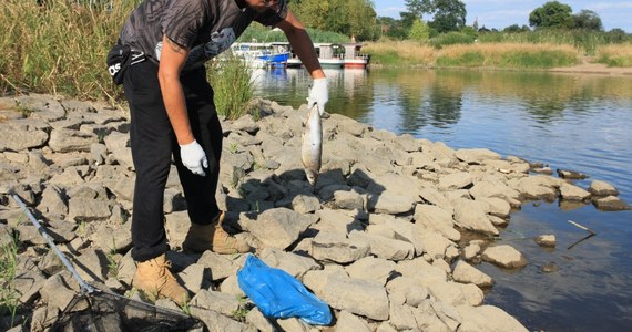 ​Zielonogórski oddział Polskiego Związku Wędkarskiego wstrzymuje wyławianie śniętych ryb z Odry. Wszystko przez doniesienia niemieckich mediów, że w wodzie z rzeki wykryto wysokie stężenie rtęci, która jest bardzo toksyczna. Wyniki polskich badań mają być znane jeszcze dzisiaj.