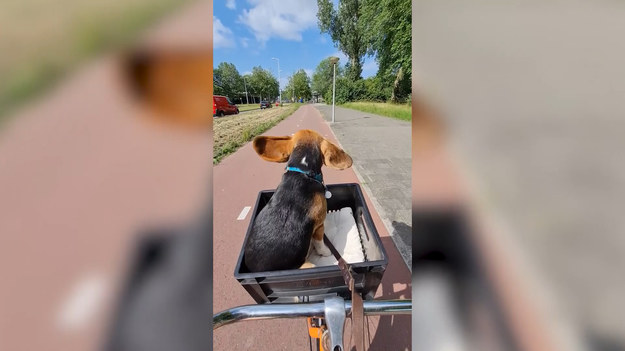 Holandia słynie jako kraj przyjazny rowerzystom. Kto by jednak pomyślał, że swoje miejsce na ścieżce rowerowej znajdzie tam także... pies? Dwuletni beagle o imieniu Gappie to podopieczny Manon Verkooijen. Kobieta zabiera go ze sobą na rowerowe przejażdżki. Specjalny transporter pozwala psu wygodnie podróżować. Miejmy jednak nadzieję, że od czasu do czasu ma jeszcze okazję pobiegać!