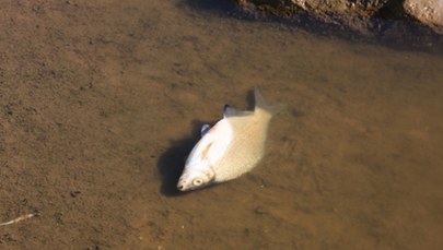 Śnięte ryby w Odrze. Pojawił się alert RCB w sprawie skażenia wody