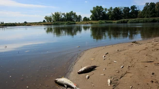 Łódzkie: Śnięte ryby na rzece Ner. "Na razie trwają badania"