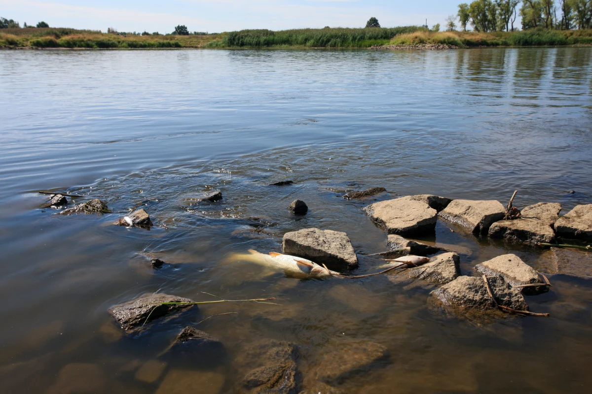 Analizy po obu stronach granicy wykazują wysokie zasolenie wody w Odrze. Nie stwierdzono obecności rtęci - poinformowała w mediach społecznościowych minister klimatu i środowiska Anna Moskwa. Wciąż nie wiadomo, co doprowadziło do skażenia rzeki.