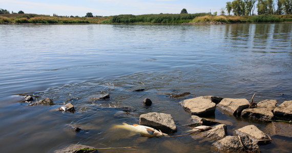 Analizy po obu stronach granicy wykazują wysokie zasolenie wody w Odrze. Nie stwierdzono obecności rtęci - poinformowała w mediach społecznościowych minister klimatu i środowiska Anna Moskwa. Wciąż nie wiadomo, co doprowadziło do skażenia rzeki.