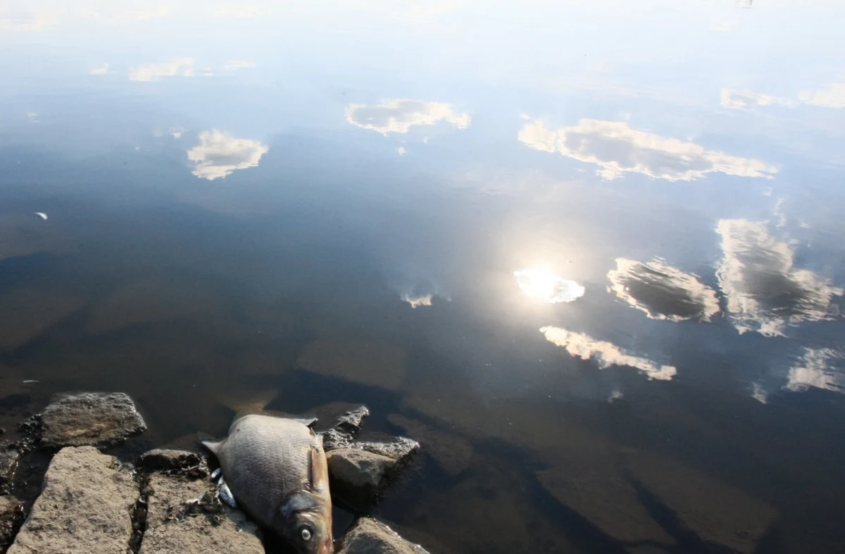 Znaczna liczba śniętych ryb w rzece Ner na granicy powiatów poddębickiego i łęczyckiego w województwie łódzkim. Po zwołaniu sztabu zarządzania kryzysowego przez wojewodę łódzkiego Tobiasza Bocheńskiego, na taki sam krok zdecydował się jego wielkopolski odpowiednik, Michał Zieliński.