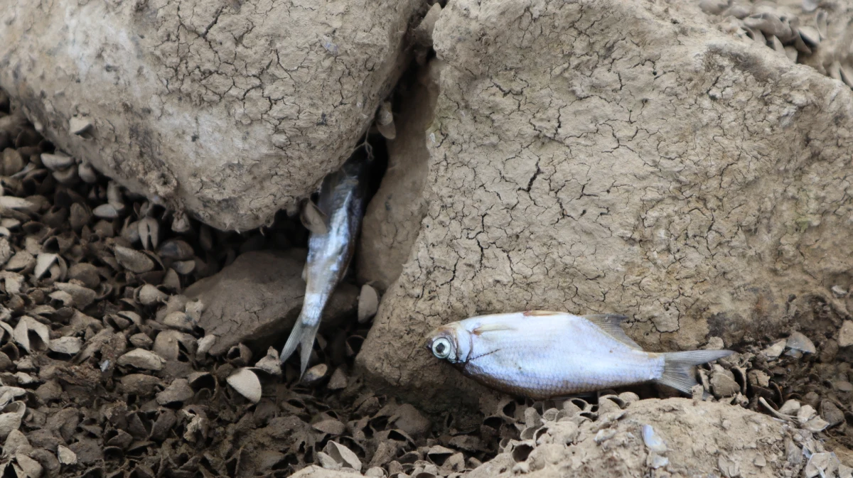 Strażacy i żołnierze Wojsk Obrony Terytorialnej ropoczęli w niedzielę po południu działania na brzegach i nurcie Odry między Słubicami a Kostrzynem nad Odrą - informuje reporter RMF FM. Poprawia się sytuacja na lubuskim odcinku Odry jeśli chodzi o liczbę śniętych ryb wyrzucanych na brzeg przez nurt rzeki.