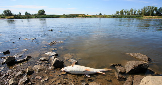 Zakończona została akcja wyławiania śniętych ryb z rzeki Ner w powiecie łęczyckim w województwie łódzkim. Od wczoraj strażacy wyłowili 270 kilogramów padłych zwierząt. Wciąż nie wiadomo, co było powodem katastrofy. Zarówno ryby, jak i próbki wody z rzeki zostały zabezpieczone i przekazane do badań. Ich wyniki poznamy po długim weekendzie. W łódzkich powiatach poddębickim i łęczyckim, a także w powiecie kolskim w Wielkopolsce aktualny jest alert Rządowego Centrum Bezpieczeństwa związany z sytuacją w rzece Ner.