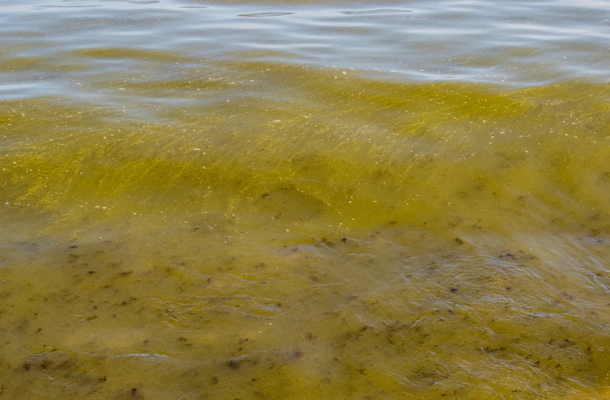 ​Na jedenastu kąpieliskach nad morzem w Zatoce Gdańskiej utrzymują się sinice i woda nie jest zdatna do kąpieli. Taka sytuacja jest na części kąpielisk w Trójmieście - poinformował w niedzielę sanepid.