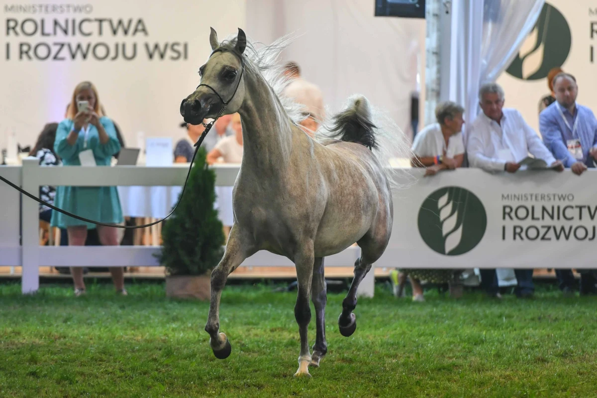 ​Klacz El Esmera ze stadniny w Michałowie została uznana w niedzielę za najlepszego konia 44. Narodowego Pokazu Koni Arabskich Czystej Krwi w Janowie Podlaskim (Lubelskie). Wygrała ona także Czempionat Polski klaczy starszych. W pokazie zaprezentowano 120 koni ze stadnin państwowych i prywatnych.
W stadninie w Janowie Podlaskim dziś aukcja koni arabskich Pride of Poland.