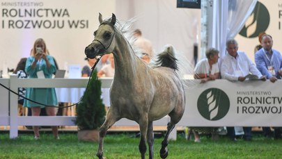  Klacz El Esmera najlepszym koniem pokazu w Janowie Podlaskim