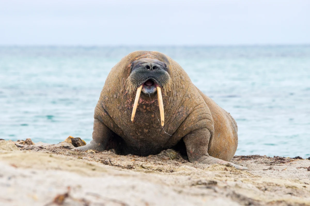 W niedzielę dokonano eutanazji 600-kilogramowej samicy arktycznego morsa - poinformowała Norweska Dyrekcja ds. Rybołówstwa. Zwierzę, nazwane Freya, od kilku tygodni przebywało w okolicach Oslo, budząc zainteresowanie gapiów.