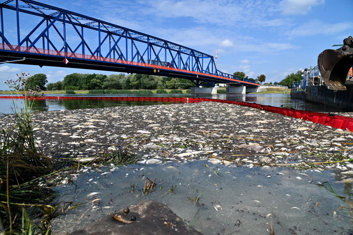 Rzecznik komendanta głównego Państwowej Straży Pożarnej bryg. Karol Kierzkowski poinformował, że od piątku z Odry strażacy wyłowili aż 80 ton śniętych ryb. Akcja zwalczania skutków katastrofy ekologicznej wciąż trwa.