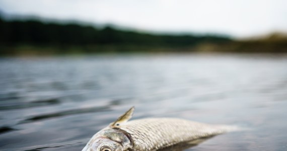 Z nurtów Odry usunięto do tej pory 100 ton śniętych ryb – taką informację przekazała straż pożarna. GIOŚ podał, że Państwowa Inspekcja Weterynaryjna wykluczyła rtęć jako przyczynę śnięcia ryb. Wciąż więc nie wiadomo, co lub kto przyczynił się do katastrofy. 