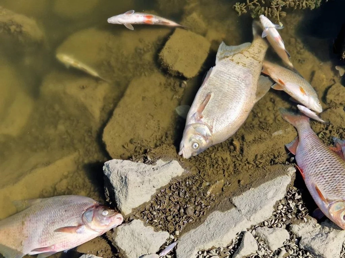 Śnięte ryby w zachodniopomorskim odcinku Odry wyłapuje 6 zapór, dziś ta liczba zwiększy się do 8. Tylko w weekend z tego fragmentu rzeki wydobyto 45 ton martwych ryb.