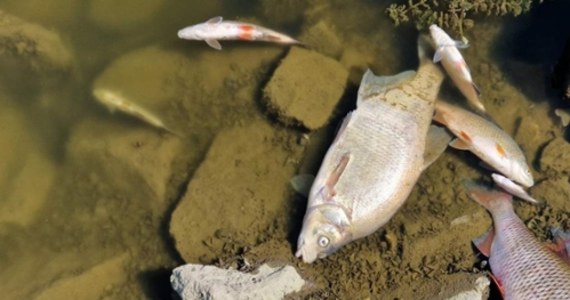 Śnięte ryby w zachodniopomorskim odcinku Odry wyłapuje 6 zapór, dziś ta liczba zwiększy się do 8. Tylko w weekend z tego fragmentu rzeki wydobyto 45 ton martwych ryb.