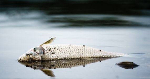Nie tylko w Odrze giną obecnie ryby - w ostatnich dniach wędkarze odkryli liczne śnięte ryby w rzece Saale (Soława po polsku – red.) w Saksonii-Anhalt. Może mieć to związek z awarią w zakładzie przemysłowym - informuje portal RND.