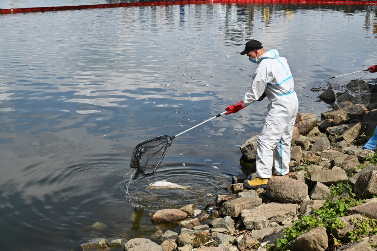 Można powiedzieć, że masy zanieczyszczonej wody są już na odrzańskich rogatkach Szczecina, ale to zjawisko jest nieporównanie mniejsze w stosunku do południa województwa – powiedział wojewoda zachodniopomorski Zbigniew Bogucki.