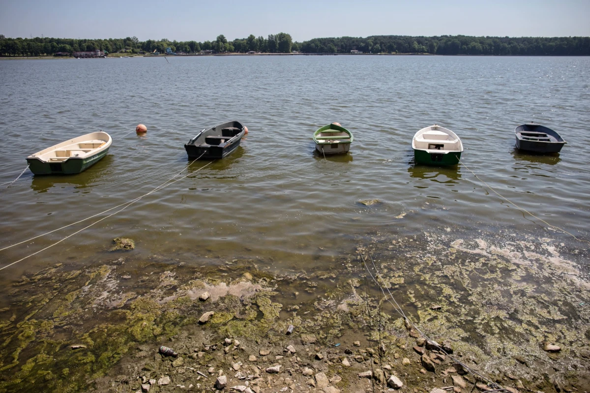 Przez ostatnie trzy dni pracownicy Wód Polskich zebrali ponad pół tony martwych małż zalegających brzegi Zalewu Zemborzyckiego w Lublinie. Wojewódzki Inspektorat Ochrony Środowiska w Lublinie nie znalazł dowodów celowego zatrucia.