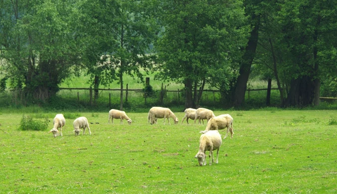 "Opływ na wypasie" i owce wypożyczone od wspólnika gdańskiego urzędnika
