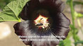 Malwa z babcinego ogrodu. Kwiaty pomogą na ból gardła i brzucha