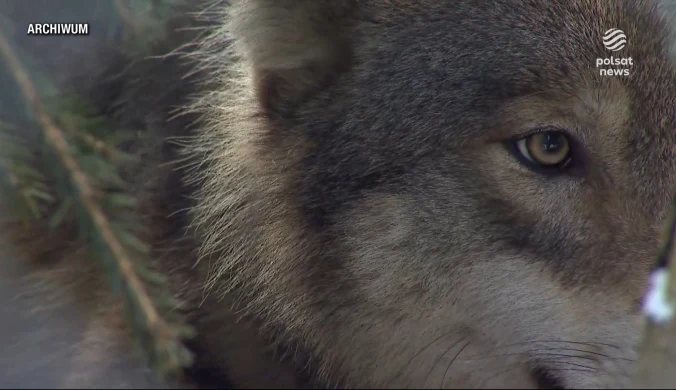 "Wydarzenia": Atak wilków w centrum Ustrzyk Dolnych