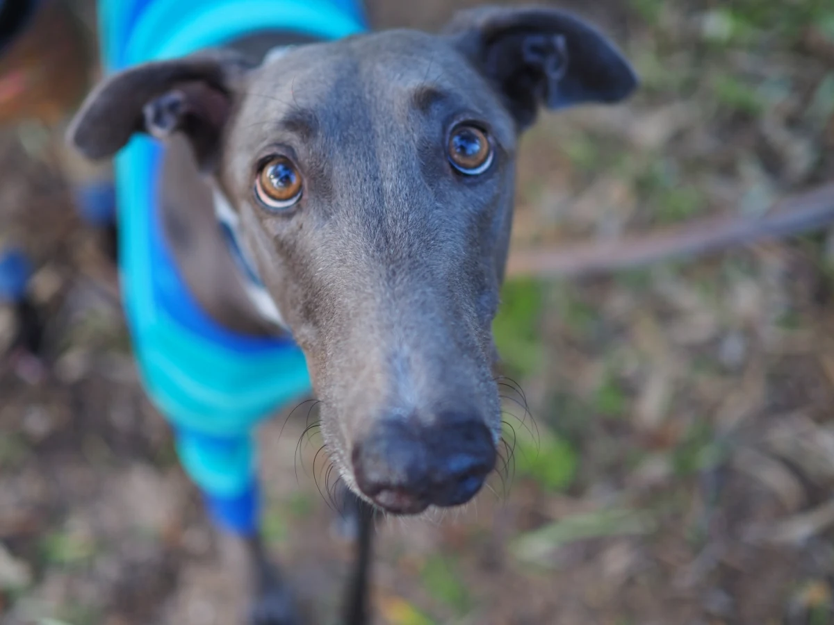 Pies zaraził się małpią ospą od właściciela. O pierwszym takim przypadku na świecie informuje Światowa Organizacja Zdrowia. Według WHO małpia ospa jest już w 92 krajach, odnotowano 35 tysięcy przypadków zachorowań. 