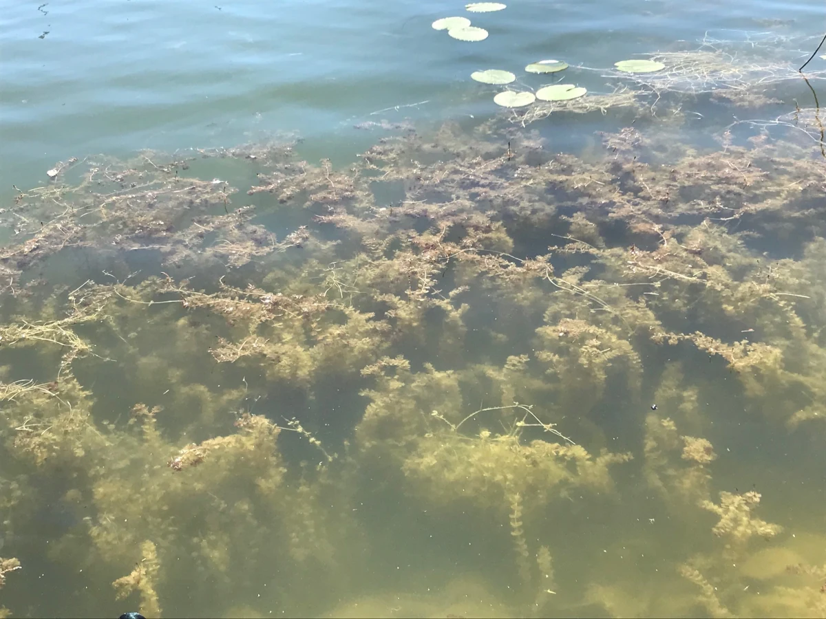 Kolejne kąpieliska na Mazowszu zostały zamknięte przez zakwit sinic. Tym razem chodzi o akweny w Serocku i w okolicy Nieporętu.
