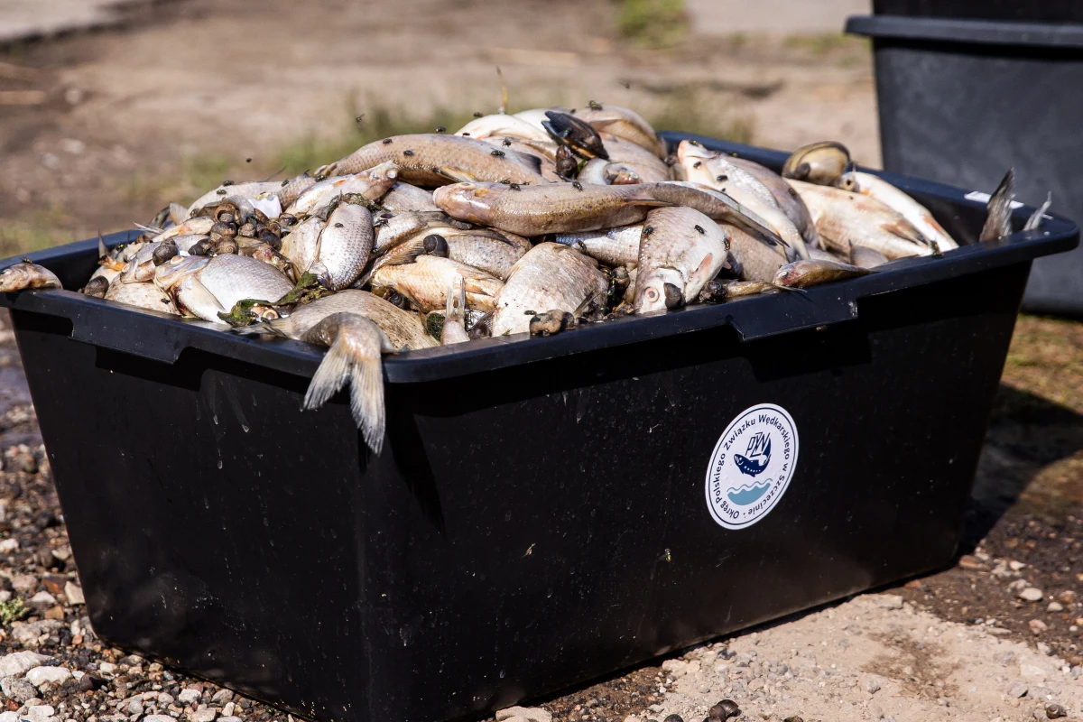 Możliwe, że nie poznamy rzeczywistej przyczyny katastrofy Odry, albo okaże się nią nieszczęśliwy zbieg czynników, także naturalnych. Bez trudu możemy jednak zobaczyć przyczyny katastrofy państwa, któremu blisko trzy tygodnie zajmuje podjęcie działań ws. wyniszczenia życia w drugiej co do wielkości rzece w Polsce.
