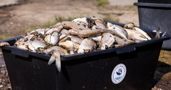 Możliwe, że nie poznamy rzeczywistej przyczyny katastrofy Odry, albo okaże się nią nieszczęśliwy zbieg czynników, także naturalnych. Bez trudu możemy jednak zobaczyć przyczyny katastrofy państwa, któremu blisko trzy tygodnie zajmuje podjęcie działań ws. wyniszczenia życia w drugiej co do wielkości rzece w Polsce.