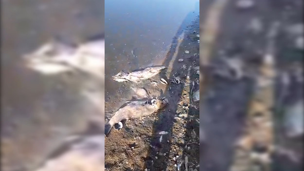 Mariusz, 47-letni wędkarz ze Słubic (woj. lubuskie), od początku zanieczyszczenia Odry codziennie chodził nad rzekę. Na nagraniu pokazuje setki martwych ryb w rzece oraz te rozkładające się już na brzegu. 