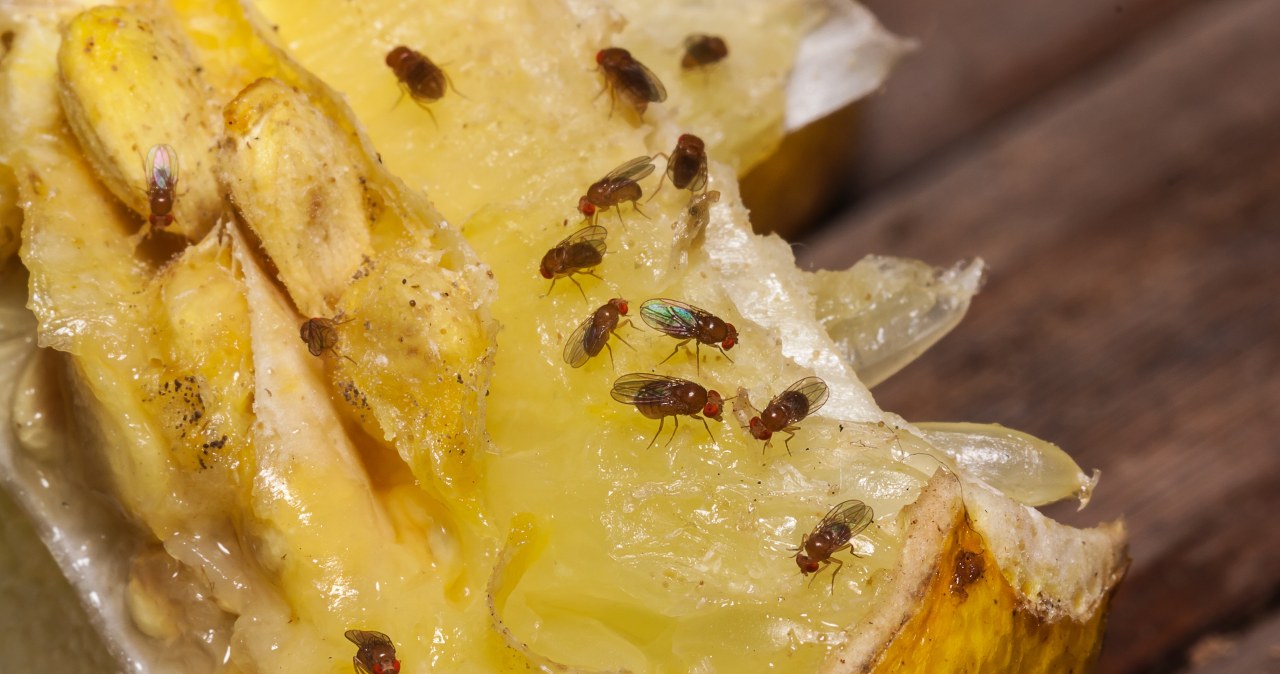 Muszki owocówki uwielbiają ten zapach. Wykorzystaj do zrobienia pułapki