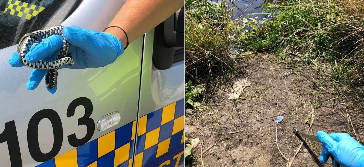 W jednym z mieszkań na Białołęce lokator znalazł pod łóżkiem - jak twierdził - półmetrowego węża. Na szczęście był to niegroźny zaskroniec, którego strażnicy miejscy wypuścili nad Wisłą.
