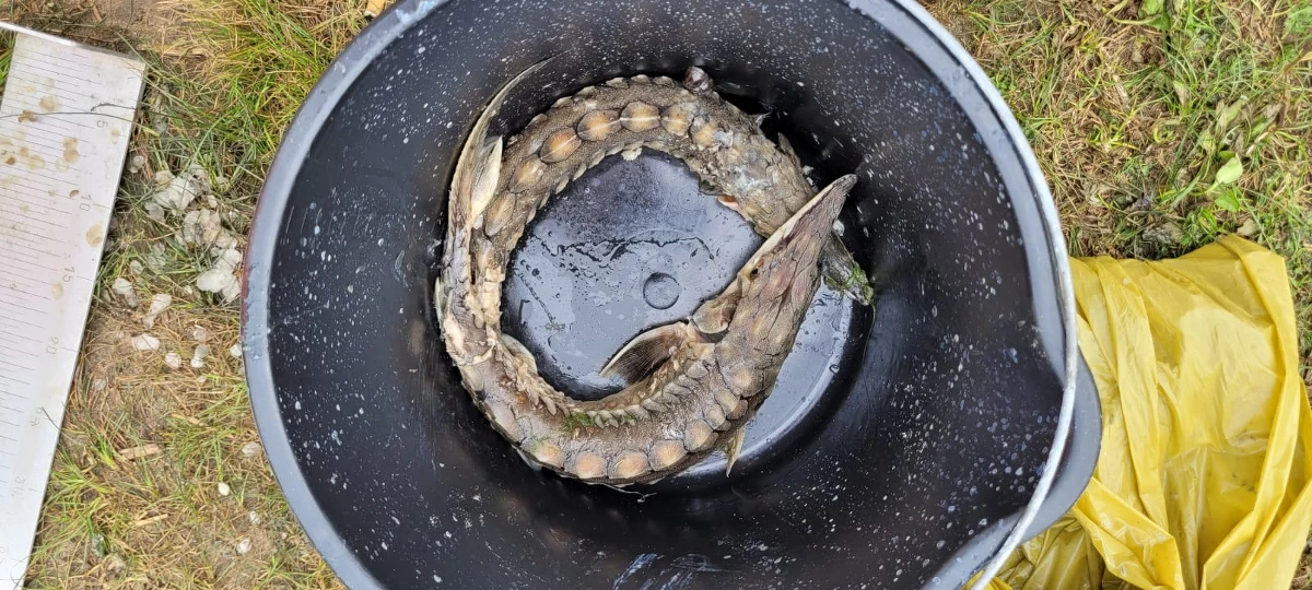 Serce krwawi - mówi RMF FM szef Instytutu Rybołówstwa Śródlądowego z Olsztyna. Kierowana przez niego instytucja od dwóch dekad stara się reintrodukować jesiotra do polskich rzek. Wśród martwych ryb wyławianych z Odry, znajdowane są też wpuszczone tu jesiotry ostronose. To ryby starsze od dinozaurów.