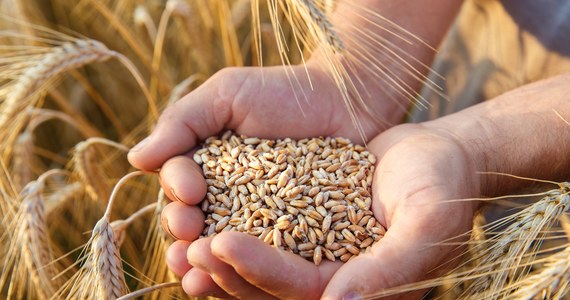 Zmiany klimatu z dużym prawdopodobieństwem będą powodować gwałtowne skoki cen pszenicy oraz prowadzić do nierówności gospodarczych i zachwiania bezpieczeństwa żywnościowego - ostrzegają naukowcy na łamach pisma "One Earth".