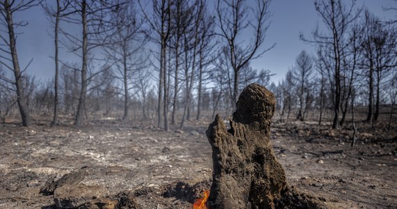 Co 4 sekundy ogień niszczy las o powierzchni boiska sportowego. "To szokujące" - mówi w rozmowie z BBC James MacCarthy z Global Forest Watch.