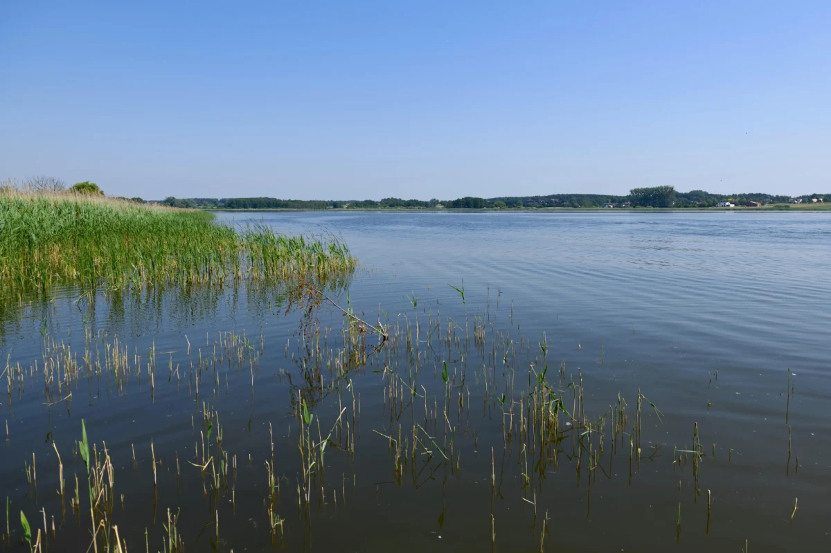 W nocy z soboty na niedzielę w Jeziorze Niepruszewskim w Wielkopolsce odkryto śnięte ryby. Rzeczniczka prasowa starosty poznańskiego Katarzyna Wozińska-Gracz poinformowała, że inspektorzy pobrali próbki wody do badań, a padłe ryby są odławiane.