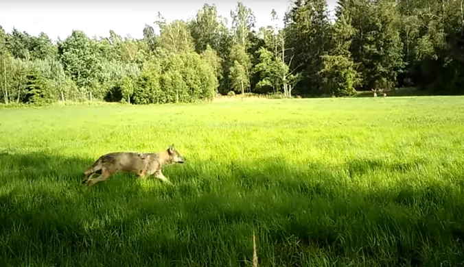 Wilczy test szybkości jeleni. Niezwykłe nagranie leśników z Pomorza