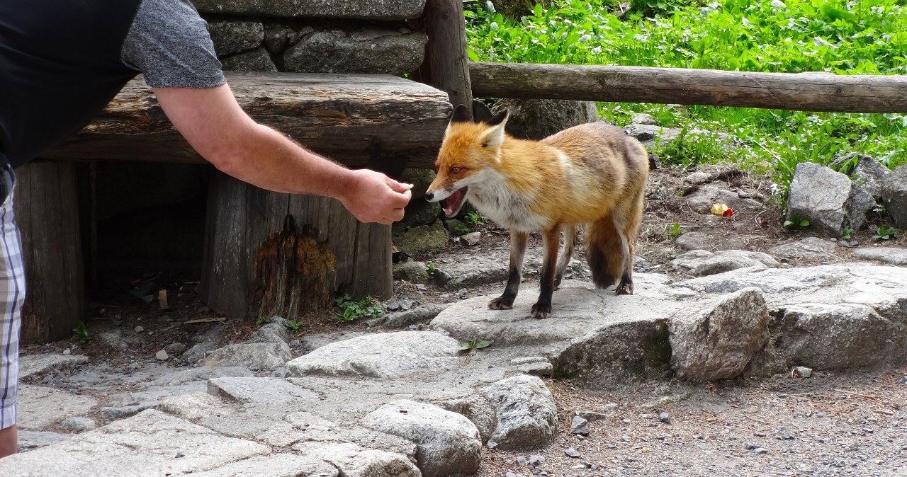 Turyści robią to nagminnie. Władze terenu apelują o rozwagę