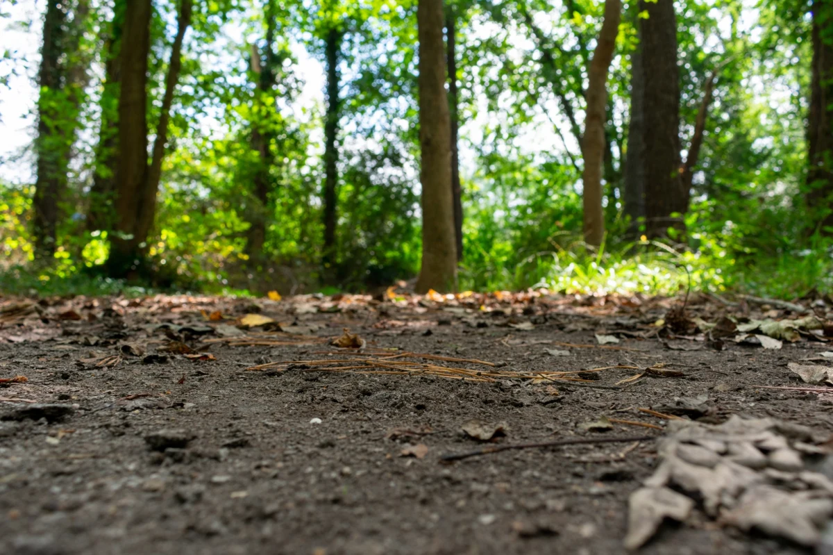 Leśna ścieżka edukacyjna "Jasne" zostanie od środy ponownie udostępniona turystom - poinformowało Nadleśnictwo Susz (woj. warmińsko-mazurskie). Od tygodnia obowiązywał tam zakaz wstępu z powodu konieczności uprzątnięcia wiatrołomów po nawałnicy.