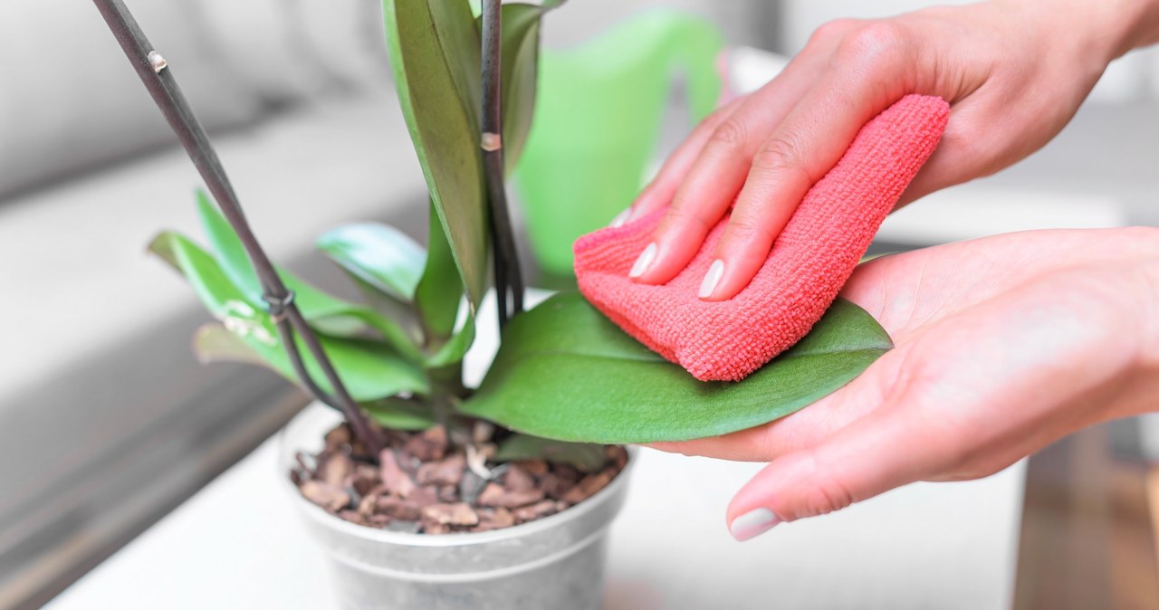 Storczyk więdnie krótko po zakupie? Następnym razem zrób to zaraz po przyniesieniu go ze sklepu