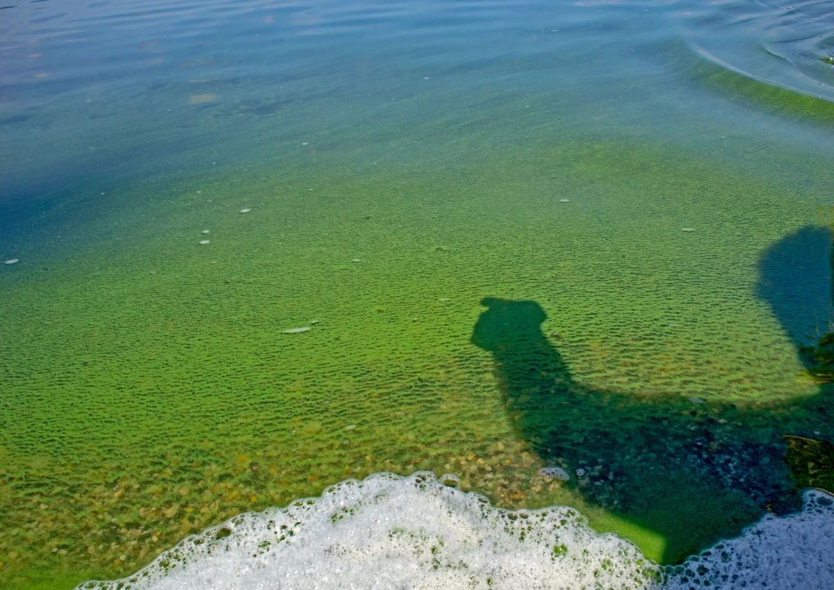 Z powodu zakwitu sinic zamknięte są trzy pomorskie kąpieliska: dwa na Kaszubach i jedno w powiecie słupskim. Na pozostałych kąpieliskach w woj. pomorskim nie stwierdzono zakwitu sinic.
