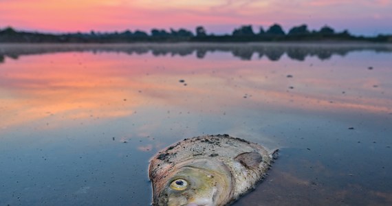 Minister środowiska Brandenburgii Axel Vogel przekazał, że umieranie ryb w Odrze osiągnęło "gigantyczną skalę", jakiej "jeszcze nigdy nie mieliśmy - przynajmniej od 1989 roku ". Mówił o tym na sesji komisji środowiska w parlamencie landowym. Instytut Rybactwa Śródlądowego szacuje, że zginęło od 25 do 50 proc. ryb w tej rzece.