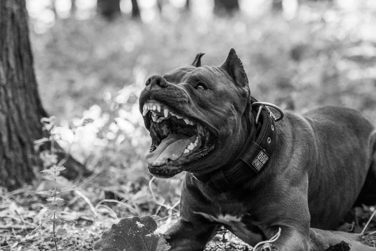 Ciało 47-latka z licznymi ranami szarpanymi, m.in. gardła i pachy znaleziono w mieszkaniu w Gdyni. Mężczyznę zagryzł agresywny pitbull. Policjanci zastrzelili zwierzę. Prokuratura zamierza wszcząć śledztwo dotyczące nieumyślnego spowodowania śmierci człowieka.