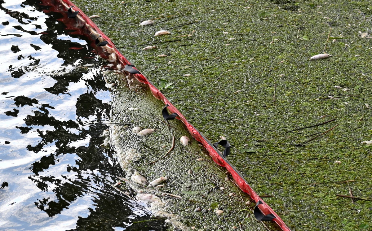 Przedsiębiorcy znad Odry czekają na więcej konkretów w sprawie rekompensat dla tych, którzy przez katastrofę ekologiczną na Odrze stracili źródło dochodu. Jak mówi RMF FM Piotr Wolny, dyrektor Północnej Izby Gospodarczej ze Szczecina, na jutro planowane jest kolejne spotkanie w tym temacie. Przedsiębiorcy obawiają się, że na pieniądze poczekają.