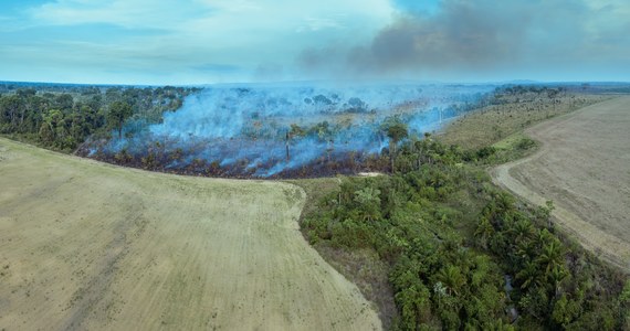 System obserwacyjny brazylijskiego Krajowego Instytutu Badania Przestrzeni Kosmicznej (INPE) wykrył w sierpniu tego roku 3 358 ognisk pożarów na obszarze Puszczy Amazońskiej leżącym w granicach kraju. To najwięcej w ciągu miesiąca od sierpnia 2017 roku.