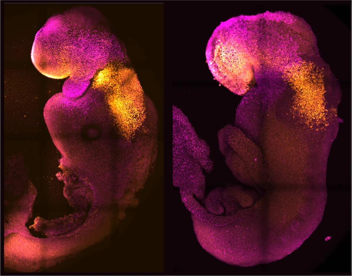 Badacze z University of Cambridge i California Institute of Technology, pod kierunkiem polskiej biolog, prof. Magdaleny Żernickiej-Goetz stworzyli z komórek macierzystych sztuczne mysie embriony, u których rozwinęły się mózgi i bijące serca. Pisze o tym w najnowszym numerze czasopismo "Nature". To dalszy ciąg prowadzonych od ponad dekady prac zmierzających do zrozumienia przyczyn, dla których niektóre embriony nie są w stanie zdrowo rozwinąć się do fazy płodowej. Są nadzieje, że te badania pomogą też w rozwoju technik tworzenia organów na zamówienie.