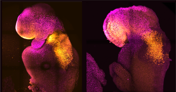 Badacze z University of Cambridge i California Institute of Technology, pod kierunkiem polskiej biolog, prof. Magdaleny Żernickiej-Goetz stworzyli z komórek macierzystych sztuczne mysie embriony, u których rozwinęły się mózgi i bijące serca. Pisze o tym w najnowszym numerze czasopismo "Nature". To dalszy ciąg prowadzonych od ponad dekady prac zmierzających do zrozumienia przyczyn, dla których niektóre embriony nie są w stanie zdrowo rozwinąć się do fazy płodowej. Są nadzieje, że te badania pomogą też w rozwoju technik tworzenia organów na zamówienie.