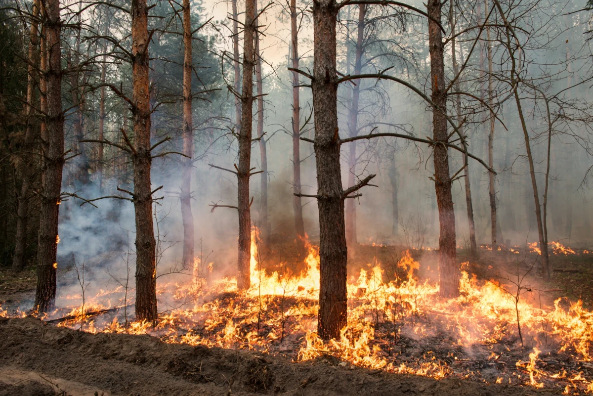 Przed ekstremalnie wysokim zagrożeniem pożarowym w piątek ostrzega Instytut Meteorologii i Gospodarki Wodnej. Zapowiada też, że będzie ono rosnąć, zwłaszcza we wschodniej połowie kraju.